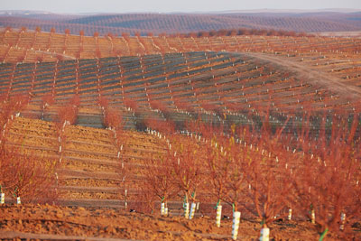 Crop Development