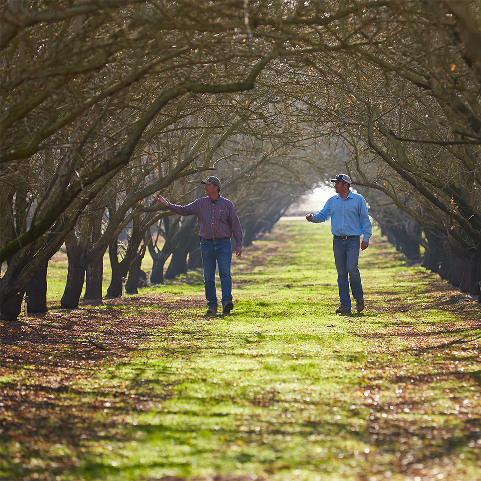 Growers looking at their dormant almond trees