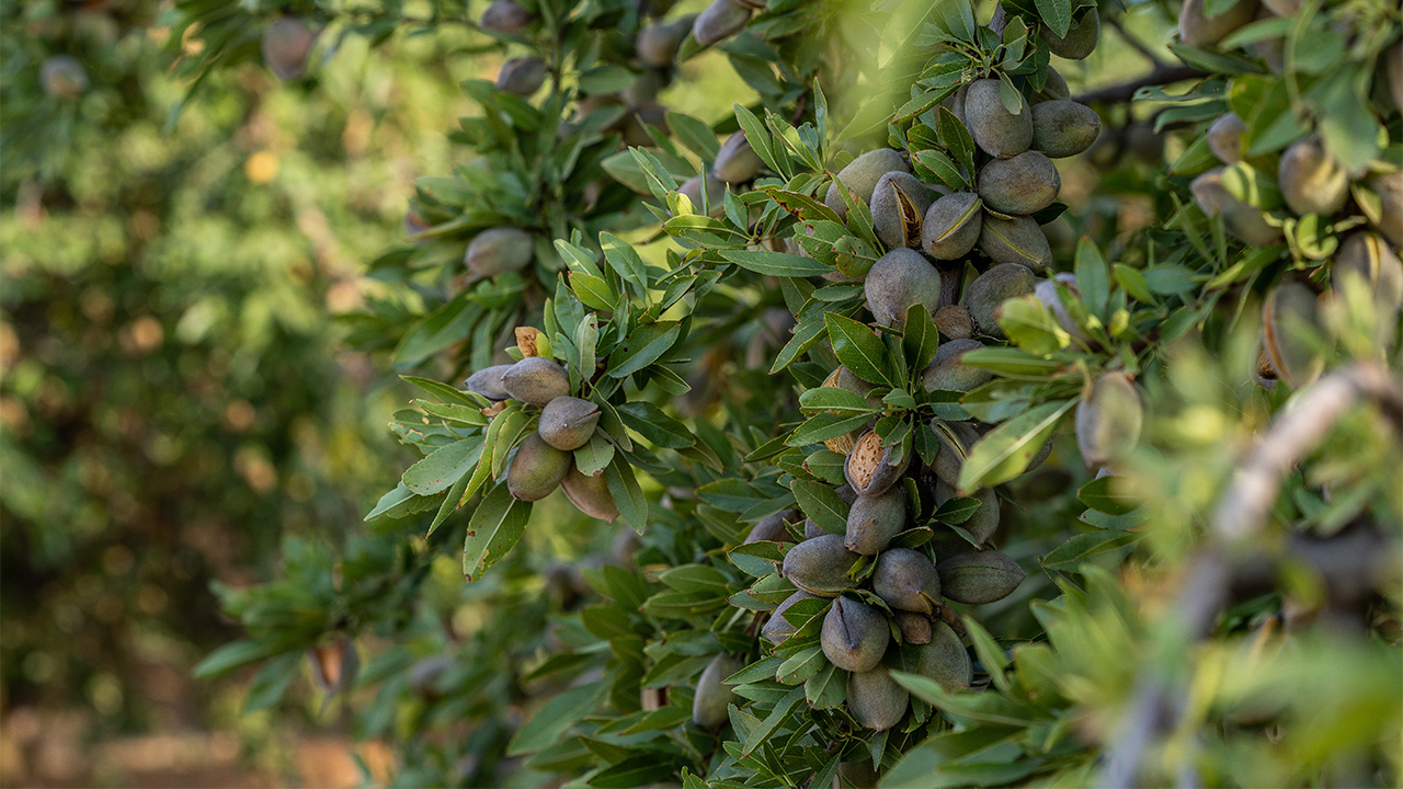 USDA Forecasts Slightly Larger Almond Crop