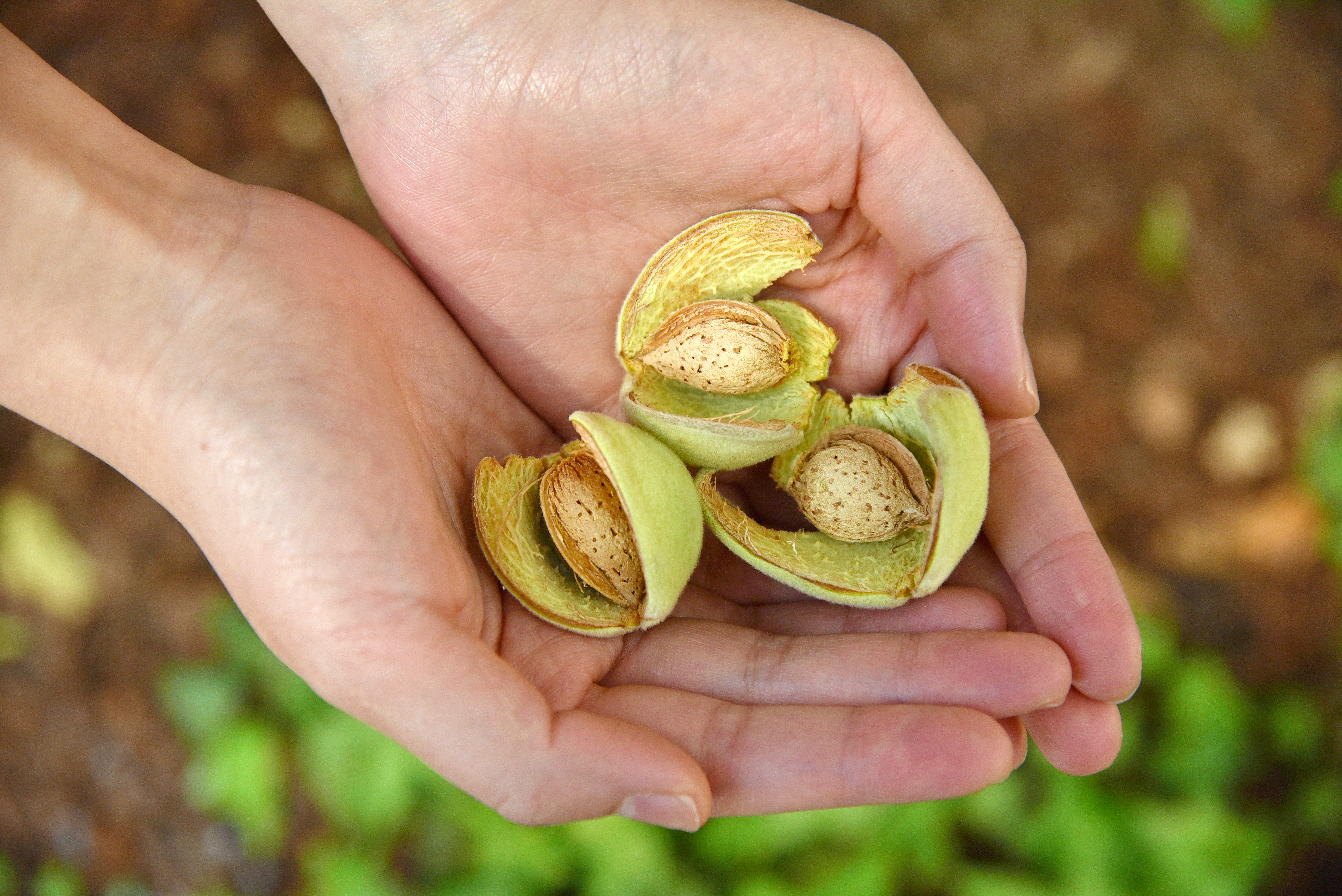 Hands holding almond hulls