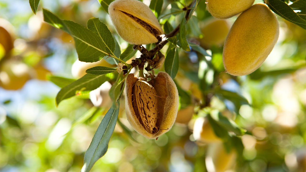 USDA Projects Larger 2025 Almond Crop; Up 7 Percent from May Subjective Forecast