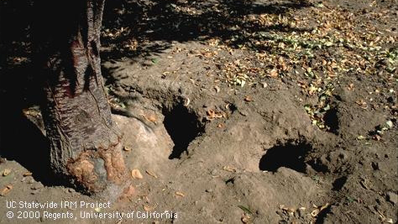 Rat burrowing holes in an orchard