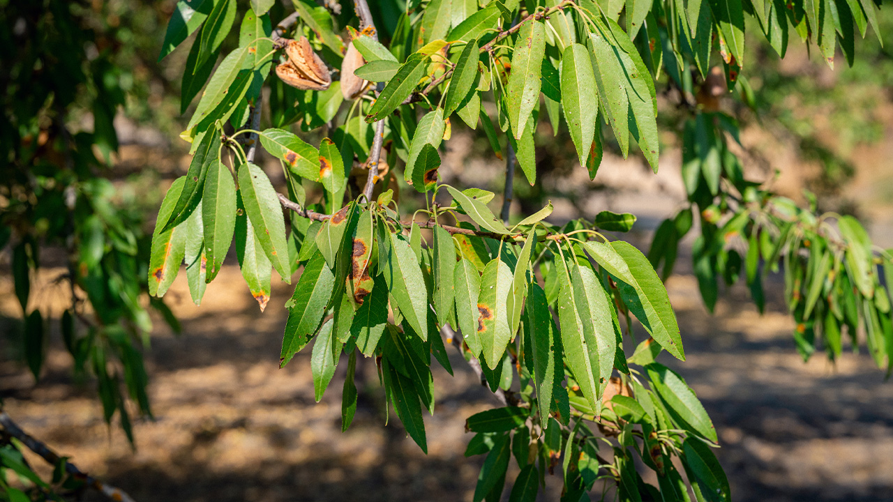 red leaf blotch on an almond branch
