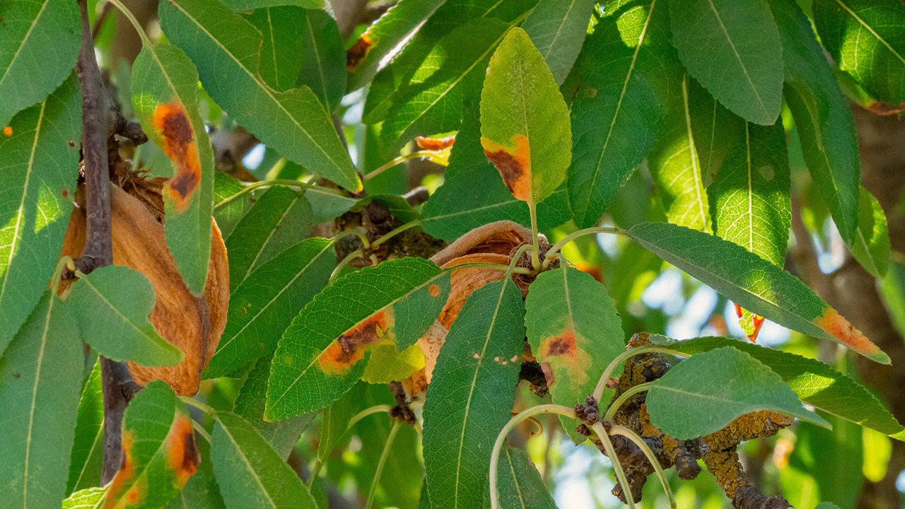 Almonds