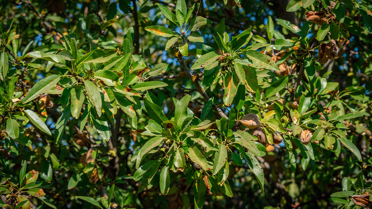 red leaf blotch in almond tree