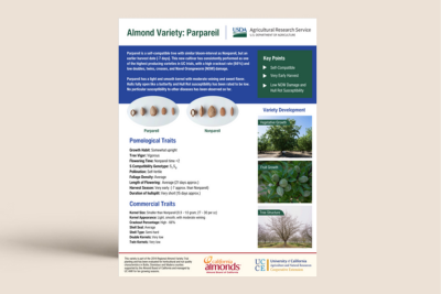 Almond Variety: Parpareil