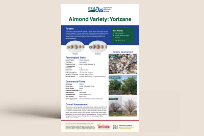 Almond Variety: Yorizane